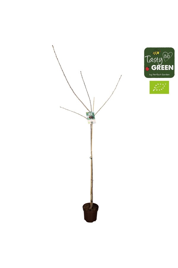 Prunus avium Sunburst Bio P27 halfstam