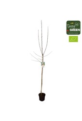 Malus domestica Jonagold Bio P27 Halfstam