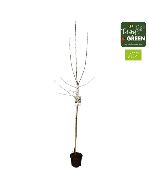 Malus domestica Jonagold Bio P27 Halfstam