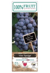 Vitis Spulga P15