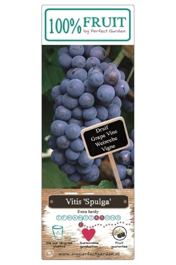 Vitis Spulga P15