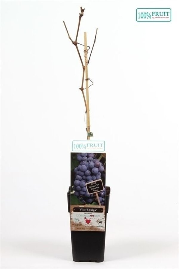 Vitis Spulga P15