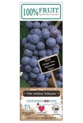 Vitis Schuyler P15
