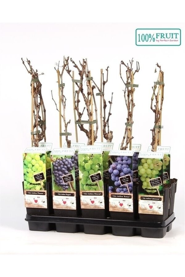 Vitis mix tray geent P15