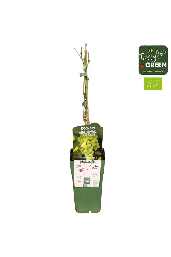 Vitis vinifera Johanniter Bio P15