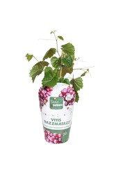 Vitis hybrid RazzMatazz® P14