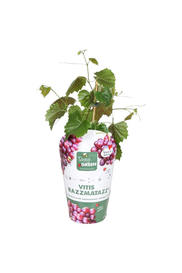 Vitis hybrid RazzMatazz® P14
