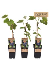 Vitis Frankenthaler P15