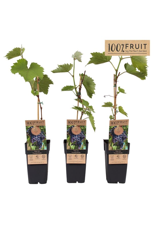 Vitis Frankenthaler P15