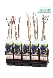 Vitis Frankenthaler P15