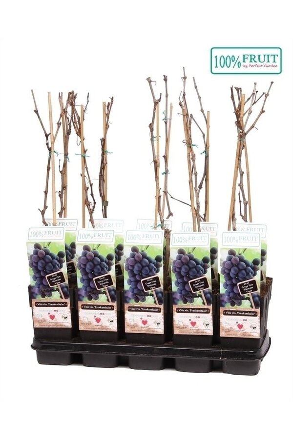 Vitis Frankenthaler P15