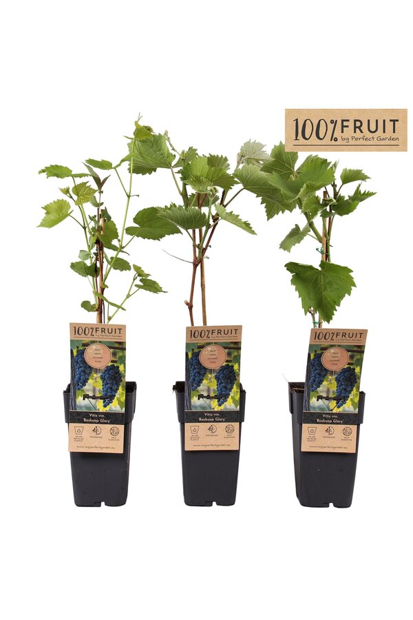 Vitis Boskoop Glory P15