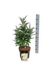 Vlinderstruik Buddleja B. Candy Little White