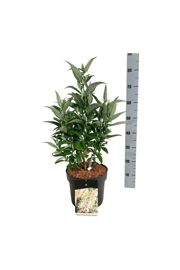 Vlinderstruik Buddleja B. Candy Little White