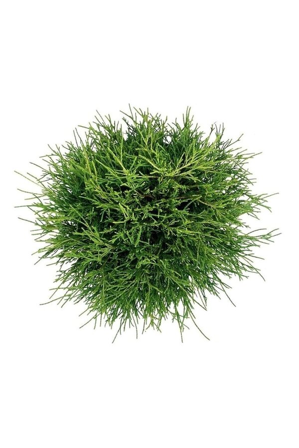 Chamaecyparis Sungold