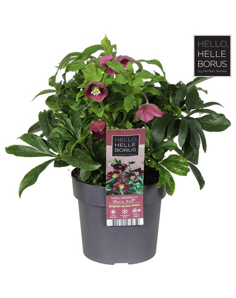 Helleborus orientalis Hello Red P17