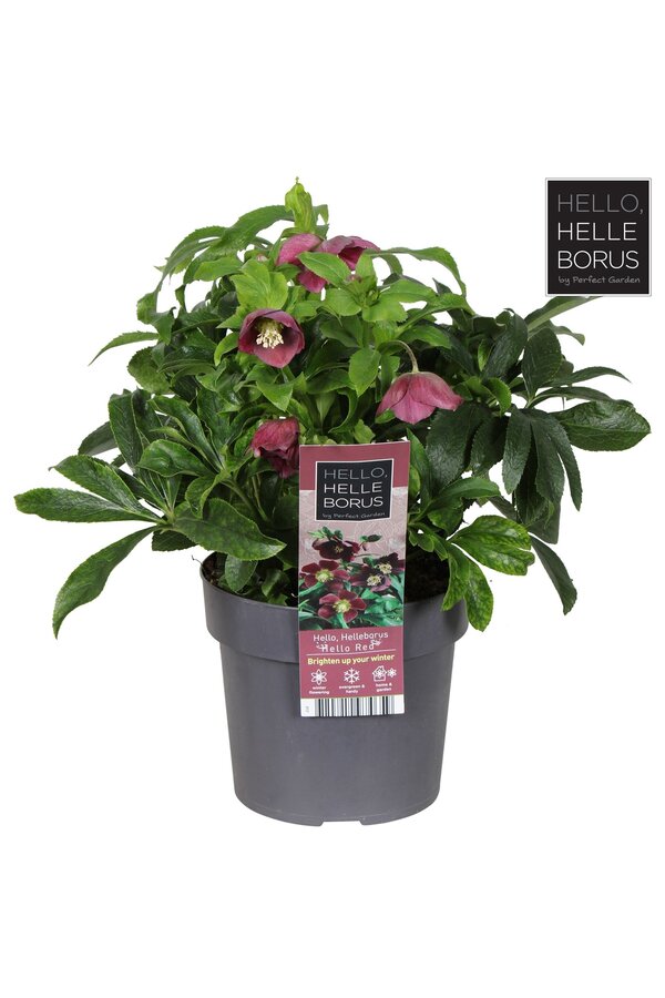 Helleborus orientalis Hello Red P17