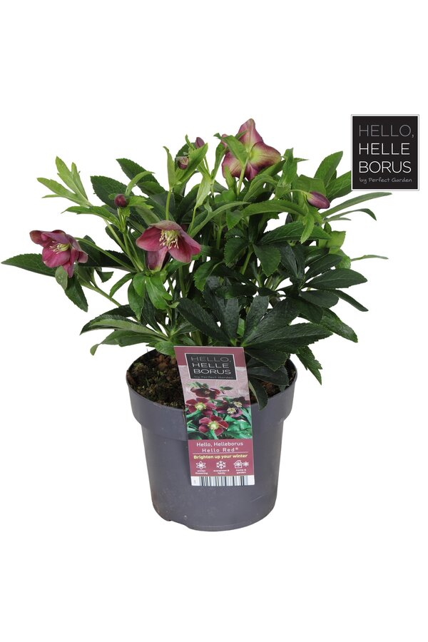 Helleborus orientalis Hello Red P17