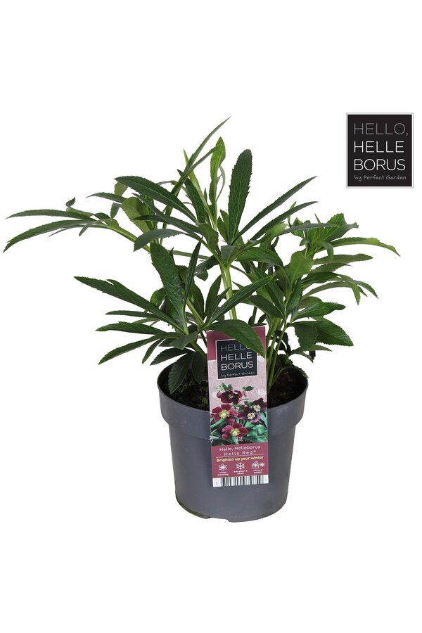Helleborus orientalis Hello Red P17