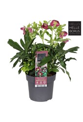 Helleborus orientalis Hello Red P17