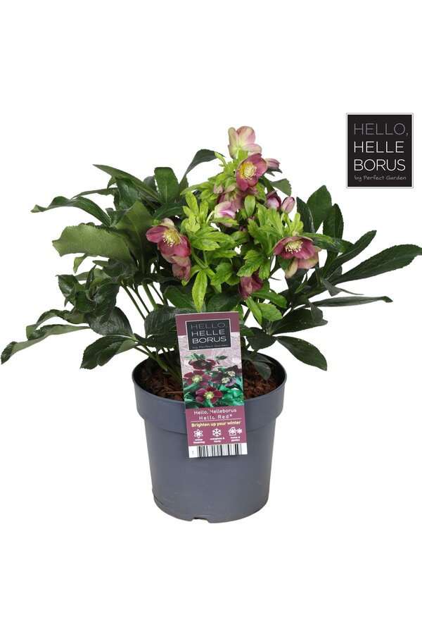 Helleborus orientalis Hello Red P17