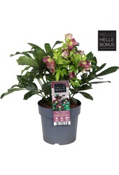 Helleborus orientalis Hello Red P17