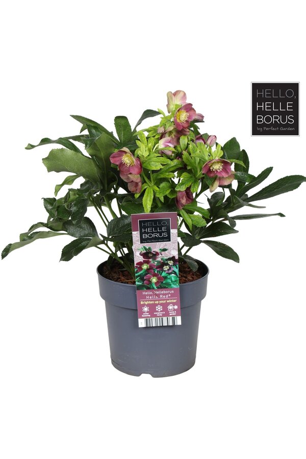 Helleborus orientalis Hello Red P17