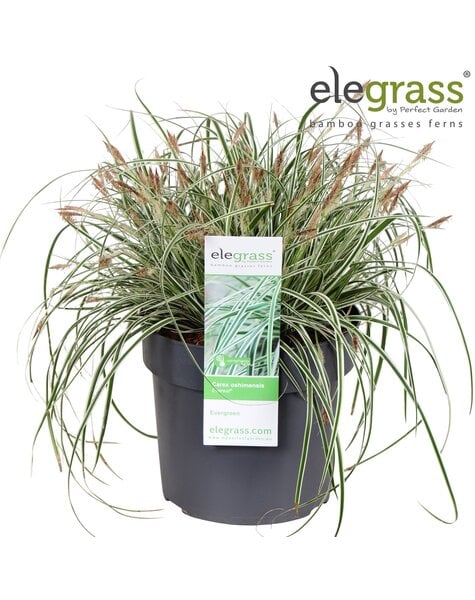 Carex oshimensis Everest P19