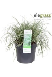 Carex oshimensis Everest P19