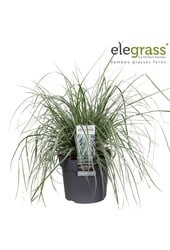 Carex oshimensis Everest P19