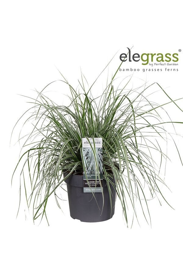 Carex oshimensis Everest P19