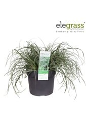 Carex oshimensis Everest P19