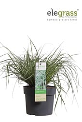 Carex oshimensis Everest P19