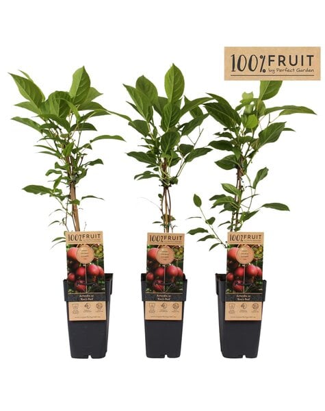 Actinidia arguta Kens Red P15