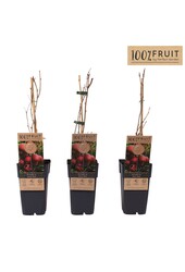 Actinidia arguta Kens Red P15