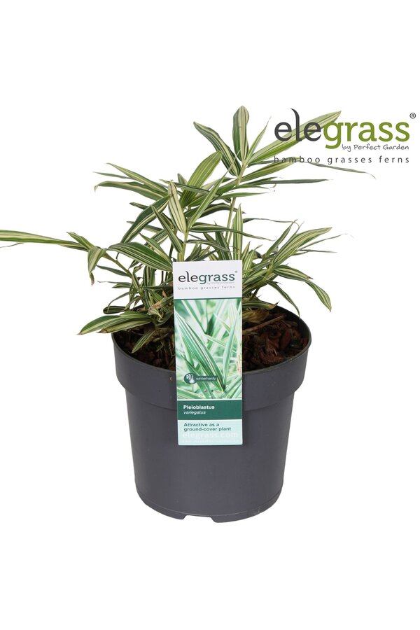 Pleioblastus variegatus P14