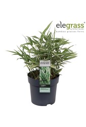 Pleioblastus variegatus P14