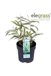 Pleioblastus variegatus P14