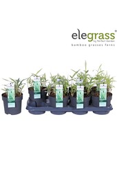 Pleioblastus variegatus P14