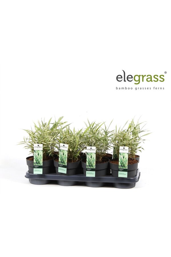 Pleioblastus variegatus P14