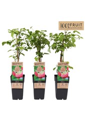 Rubus idaeus Willamette P15