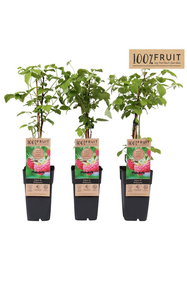 Rubus idaeus Willamette P15