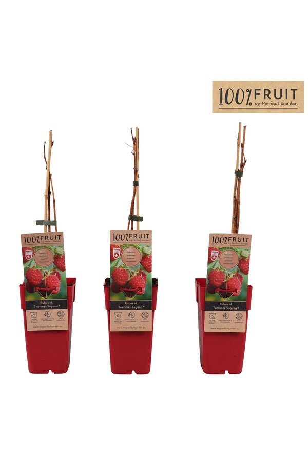 Rubus idaeus Twotimer Sugana Red® P15