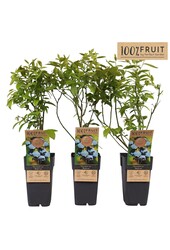 Vaccinium corymbosum Bluecrop P15