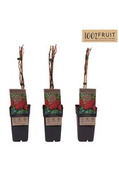 Rubus idaeus Malling Promise P15