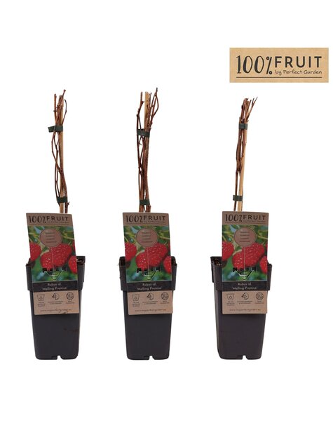 Rubus idaeus Malling Promise P15