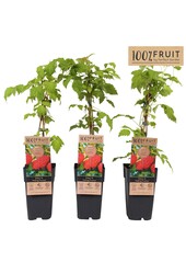 Rubus idaeus Malling Promise P15