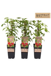 Rubus idaeus Heritage P15