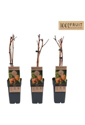 Rubus idaeus Fallgold P15