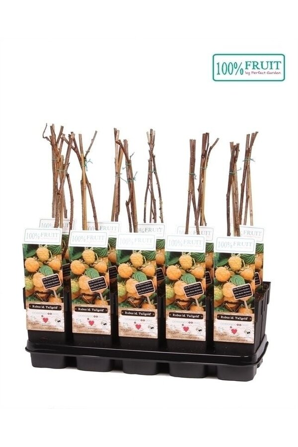 Rubus idaeus Fallgold P15